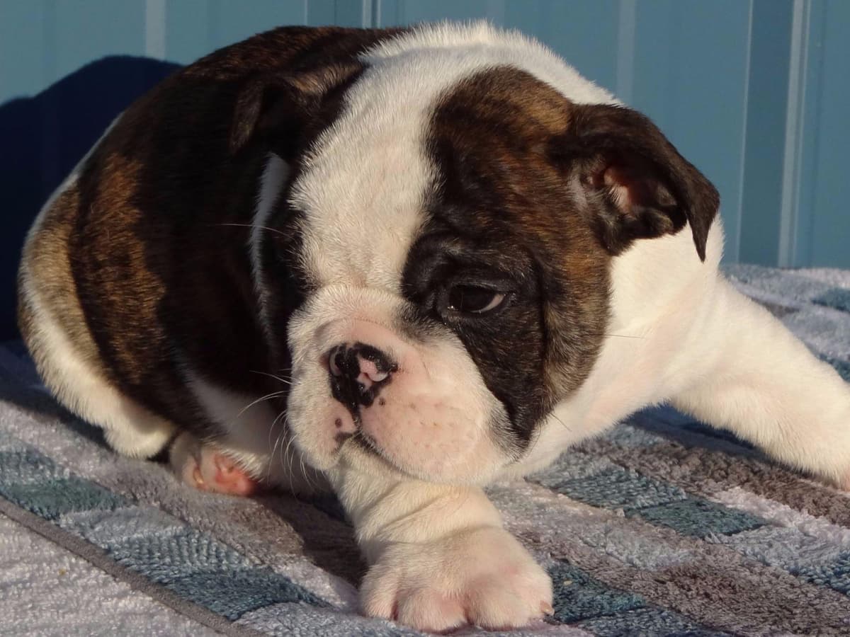 GORGEOUS ENGLISH BULLDOG PUPPIES breeder image 17
