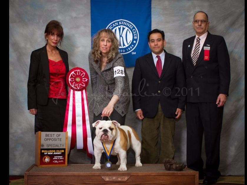 GORGEOUS ENGLISH BULLDOG PUPPIES breeder image 18