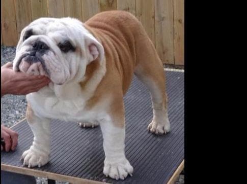 GORGEOUS ENGLISH BULLDOG PUPPIES breeder image 19