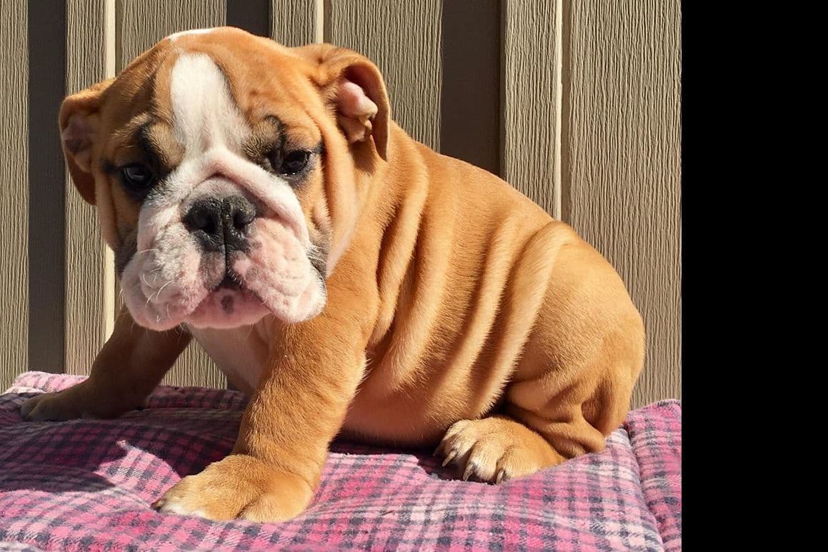 GORGEOUS ENGLISH BULLDOG PUPPIES breeder image 14