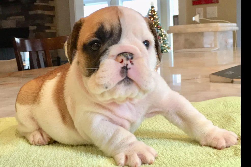 GORGEOUS ENGLISH BULLDOG PUPPIES breeder image 12