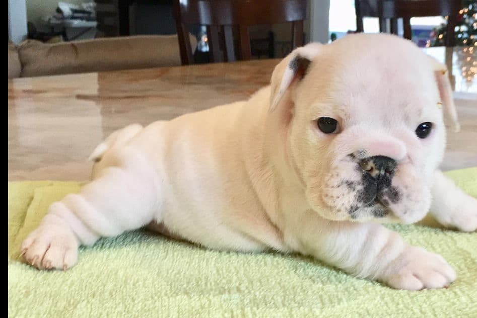 GORGEOUS ENGLISH BULLDOG PUPPIES breeder image 11