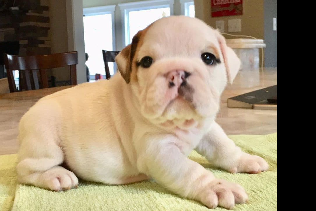 GORGEOUS ENGLISH BULLDOG PUPPIES breeder image 10