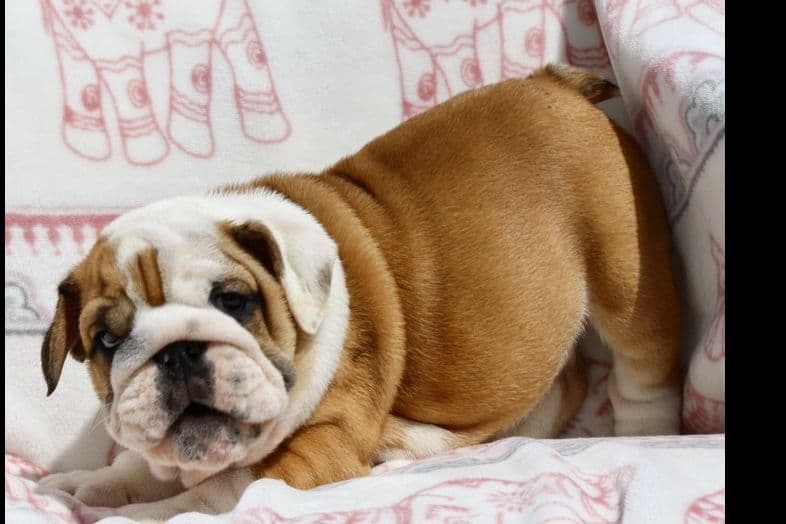 GORGEOUS ENGLISH BULLDOG PUPPIES breeder image 9