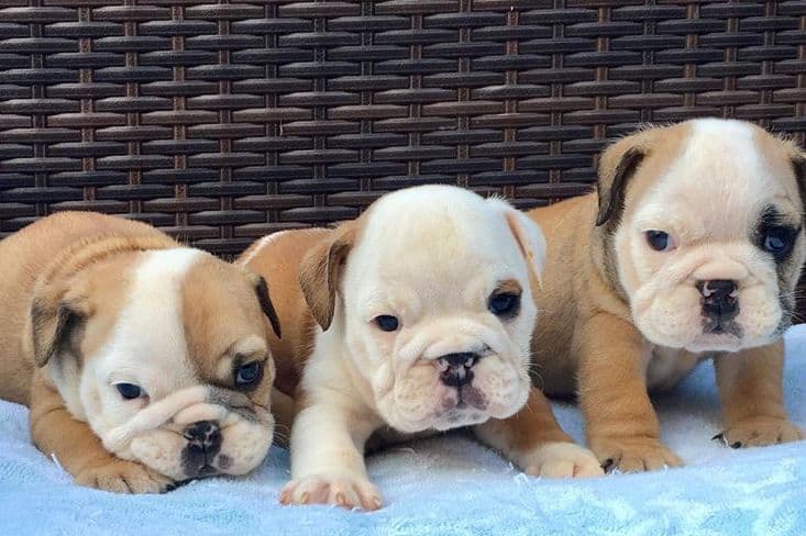 GORGEOUS ENGLISH BULLDOG PUPPIES breeder image 8