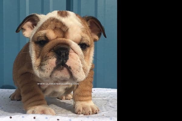 GORGEOUS ENGLISH BULLDOG PUPPIES breeder image 7
