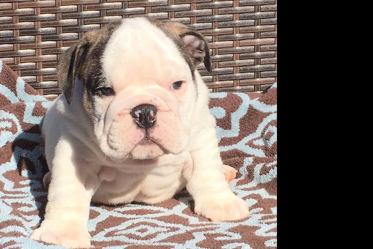 GORGEOUS ENGLISH BULLDOG PUPPIES breeder image 6