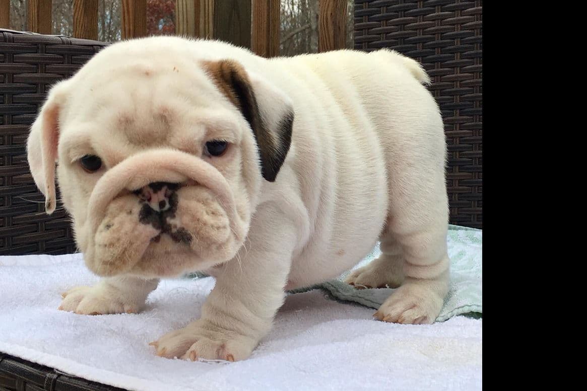 GORGEOUS ENGLISH BULLDOG PUPPIES breeder image 5