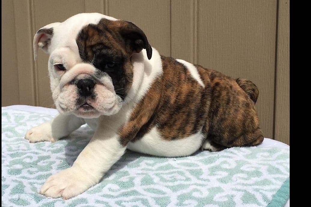 GORGEOUS ENGLISH BULLDOG PUPPIES breeder image 4