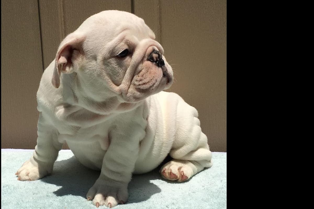 GORGEOUS ENGLISH BULLDOG PUPPIES breeder image 2