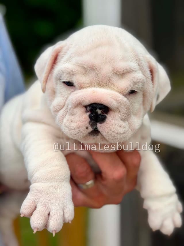 GORGEOUS ENGLISH BULLDOG PUPPIES media 3