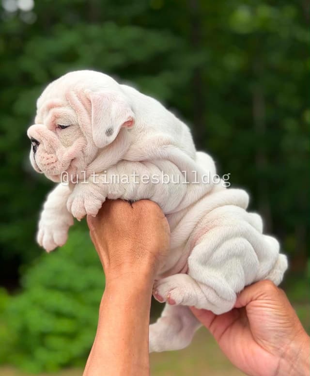 GORGEOUS ENGLISH BULLDOG PUPPIES media 5