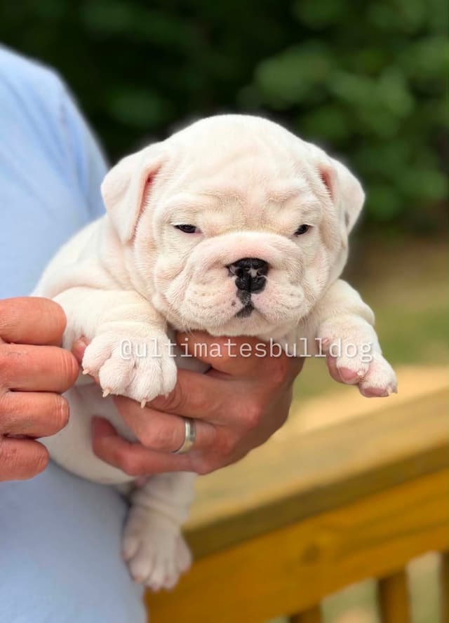 GORGEOUS ENGLISH BULLDOG PUPPIES media 7