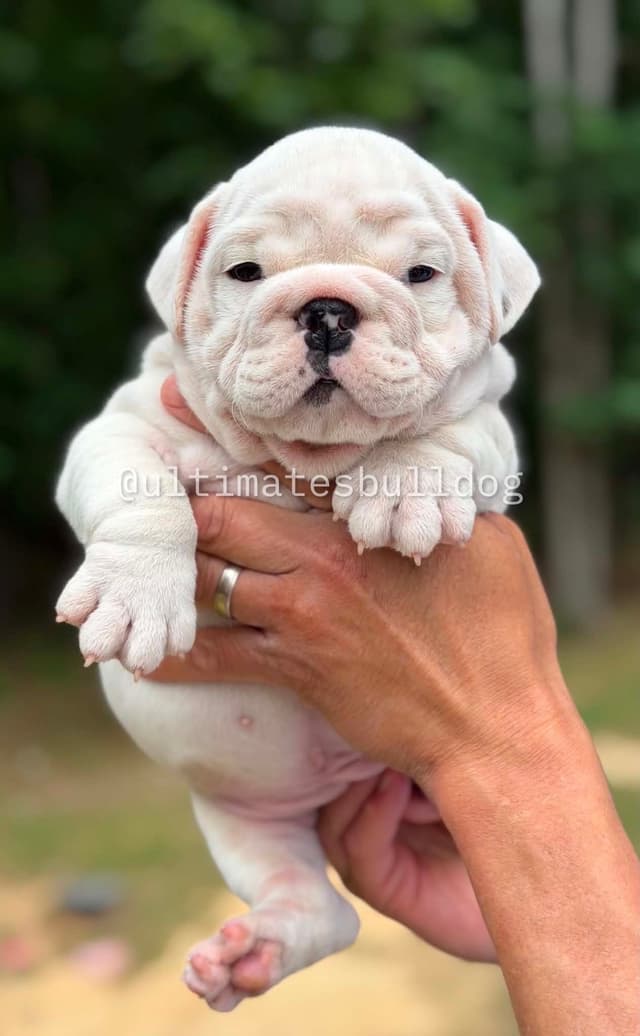 GORGEOUS ENGLISH BULLDOG PUPPIES media 6