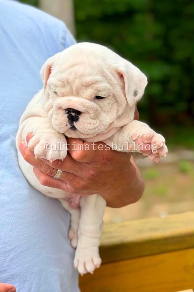 GORGEOUS ENGLISH BULLDOG PUPPIES media 8