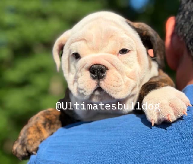 GORGEOUS ENGLISH BULLDOG PUPPIES media 13