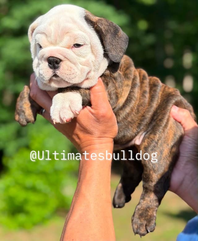 GORGEOUS ENGLISH BULLDOG PUPPIES media 11