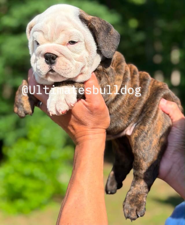 GORGEOUS ENGLISH BULLDOG PUPPIES media 2