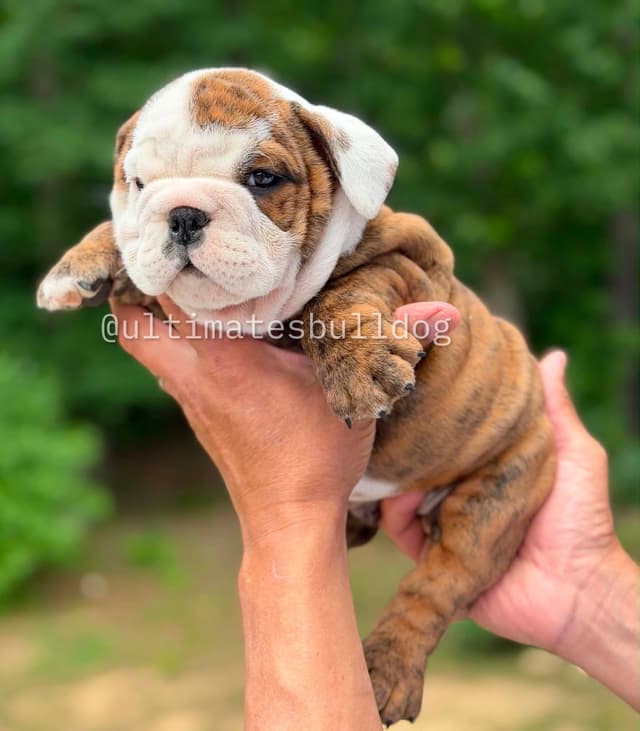 GORGEOUS ENGLISH BULLDOG PUPPIES media 12