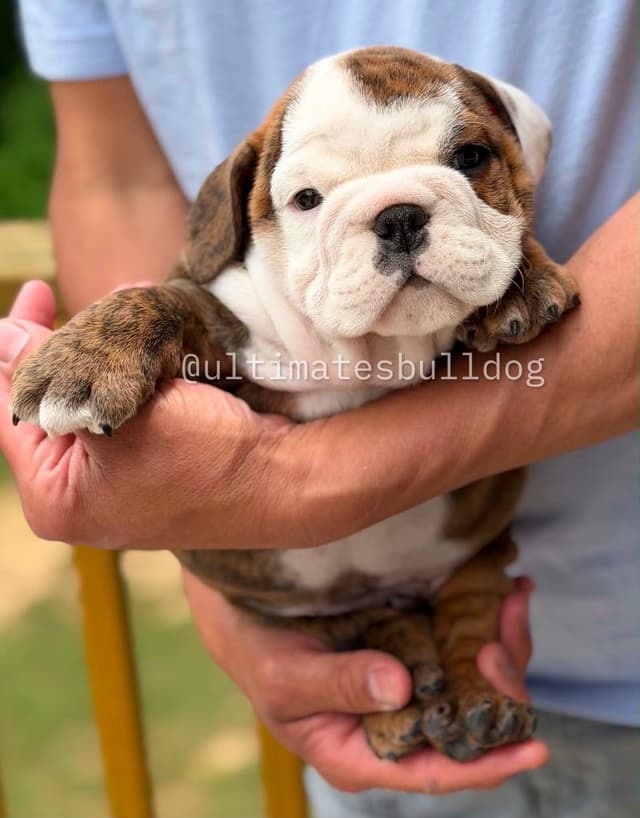 GORGEOUS ENGLISH BULLDOG PUPPIES media 9