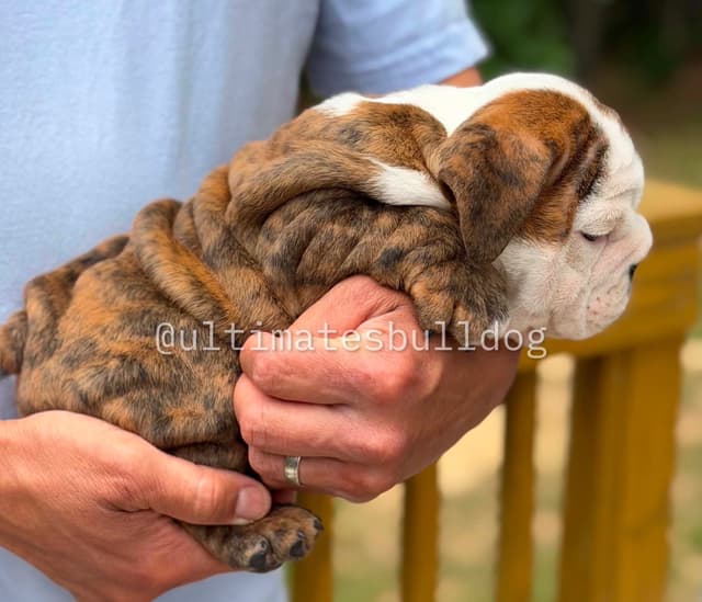 GORGEOUS ENGLISH BULLDOG PUPPIES media 4
