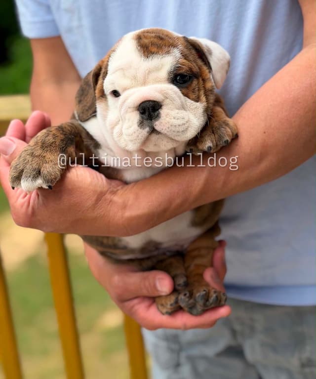 GORGEOUS ENGLISH BULLDOG PUPPIES media 10