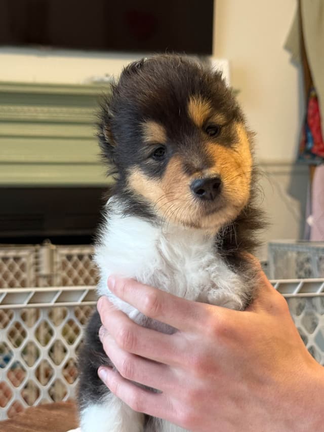 Collie Puppies media 2