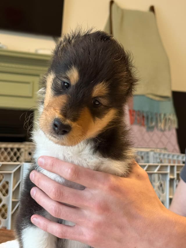 Collie Puppies media 4