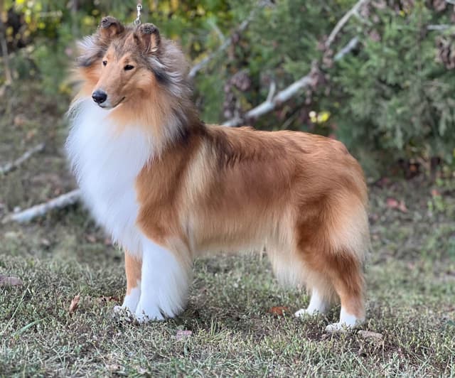 Collie Puppies media 3
