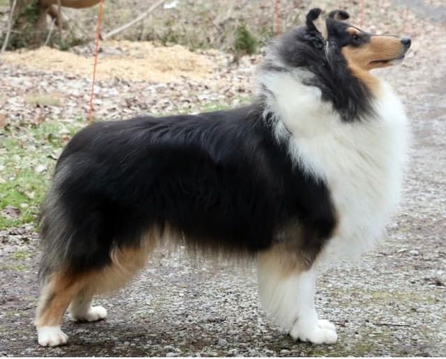 Collie Puppies media 5