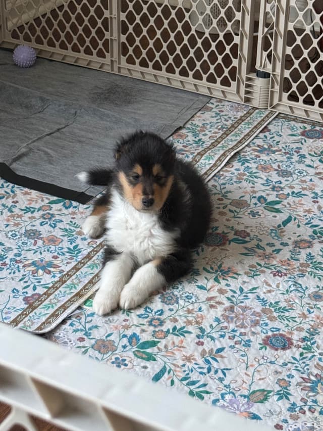 Collie Puppies media 6
