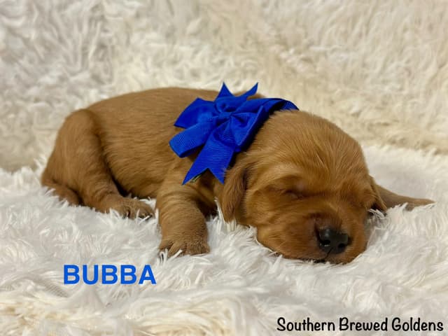 Golden Retriever Puppies media 3
