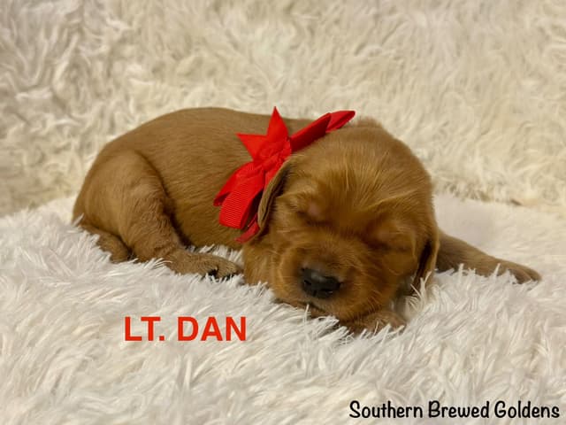Golden Retriever Puppies media 4