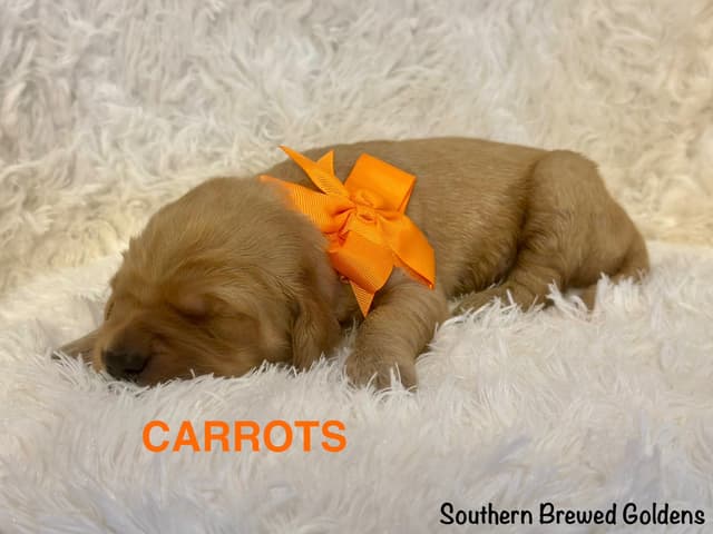Golden Retriever Puppies media 9