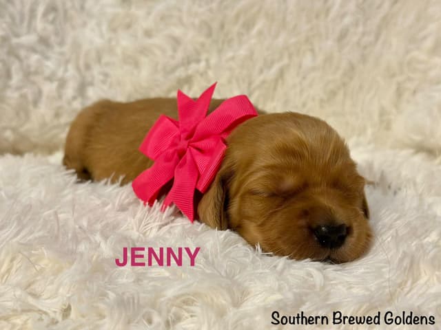 Golden Retriever Puppies media 2