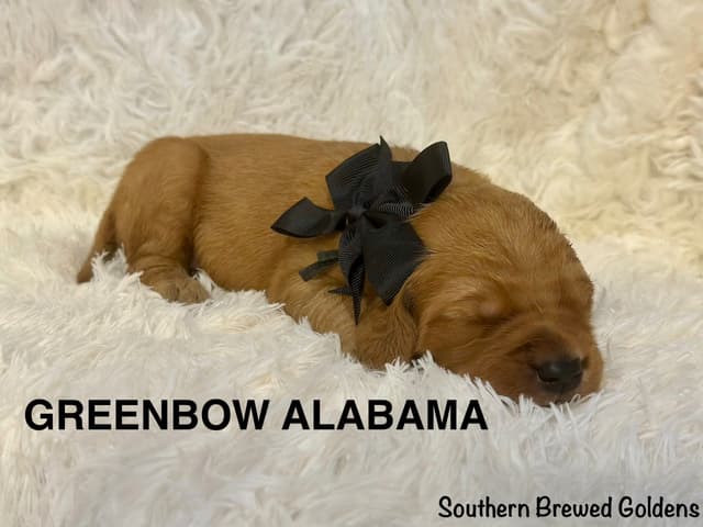 Golden Retriever Puppies media 5