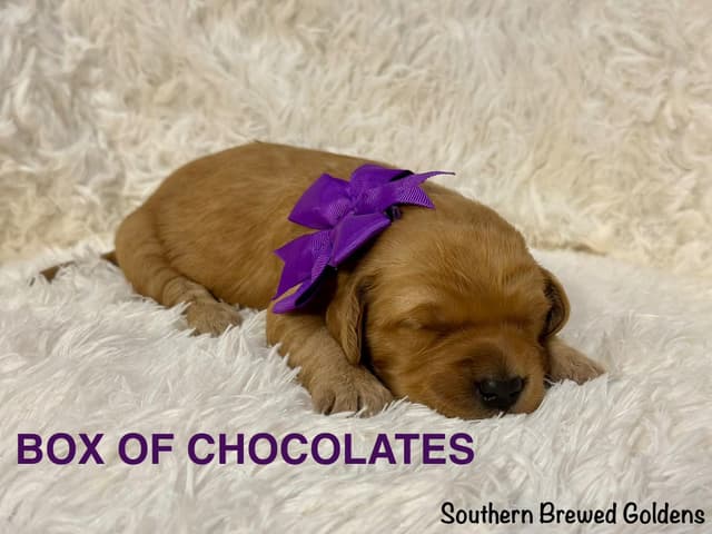Golden Retriever Puppies media 7