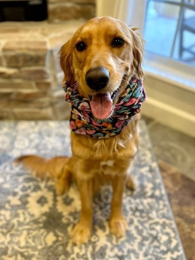 Golden Retriever Puppies media 10