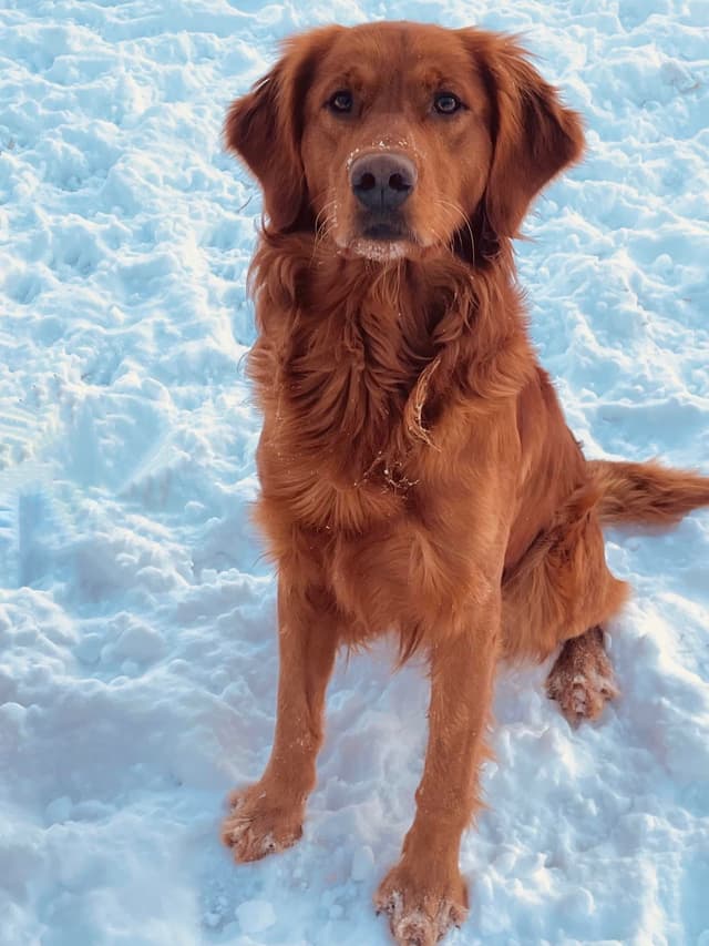 Golden Retriever Puppies media 11