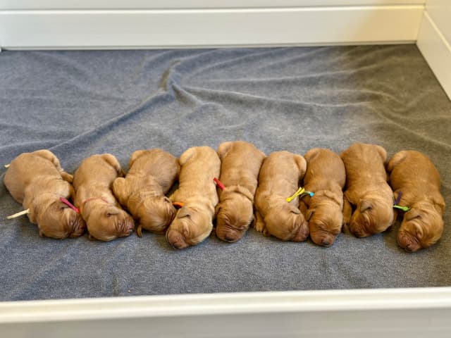Golden Retriever Puppies media 12