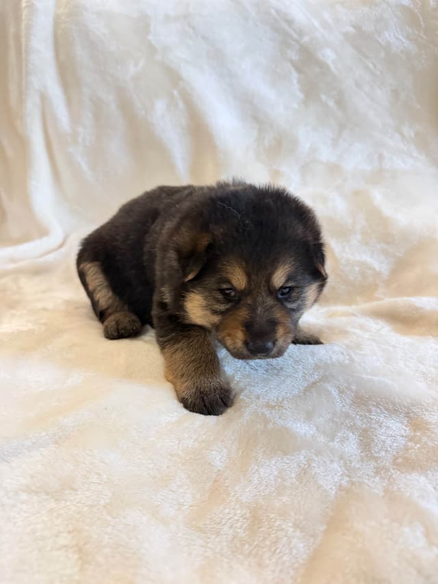 German Shepherd Dog Puppies- Northeast Texas media 2