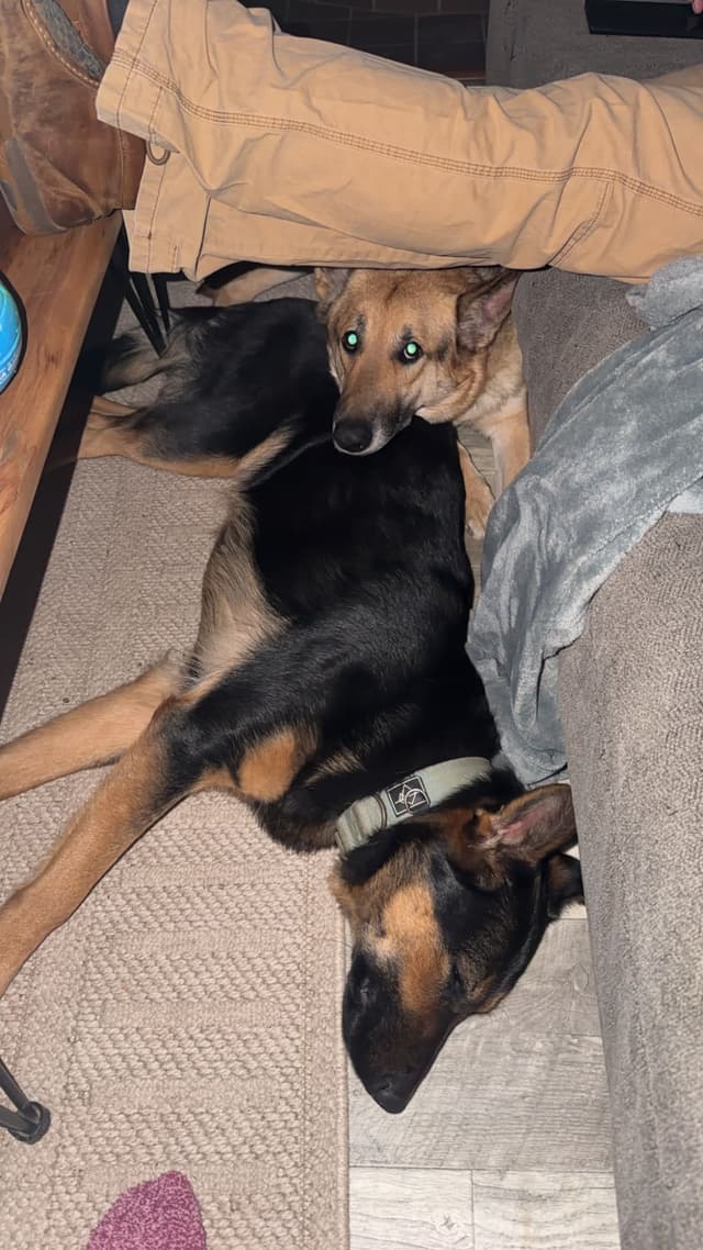 German Shepherd Dog Puppies- Northeast Texas media 13