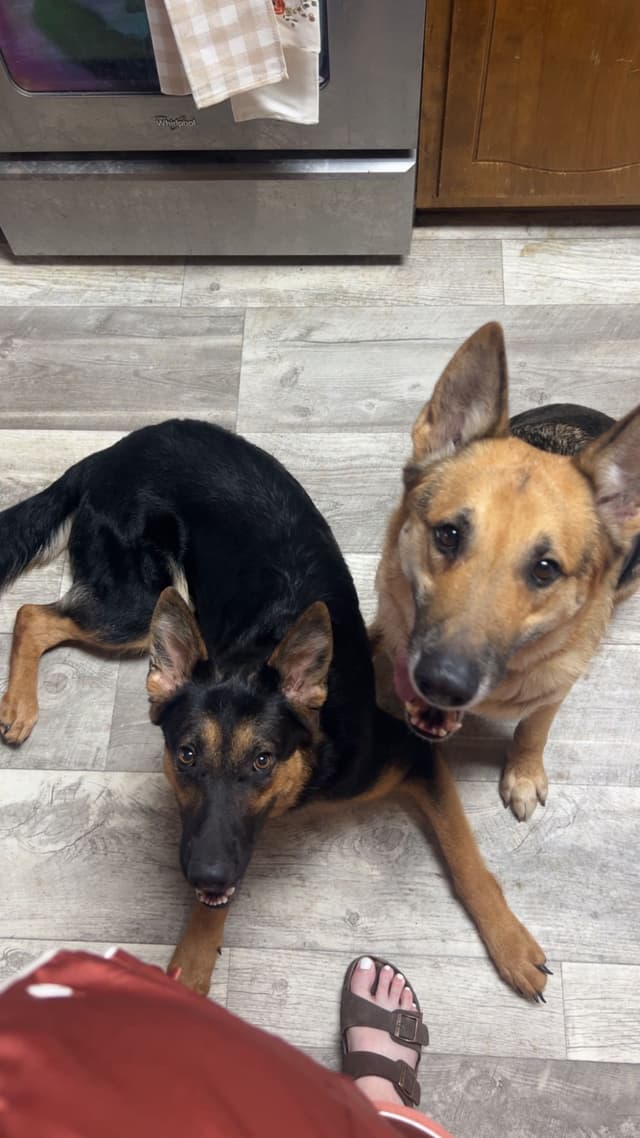 German Shepherd Dog Puppies- Northeast Texas media 14