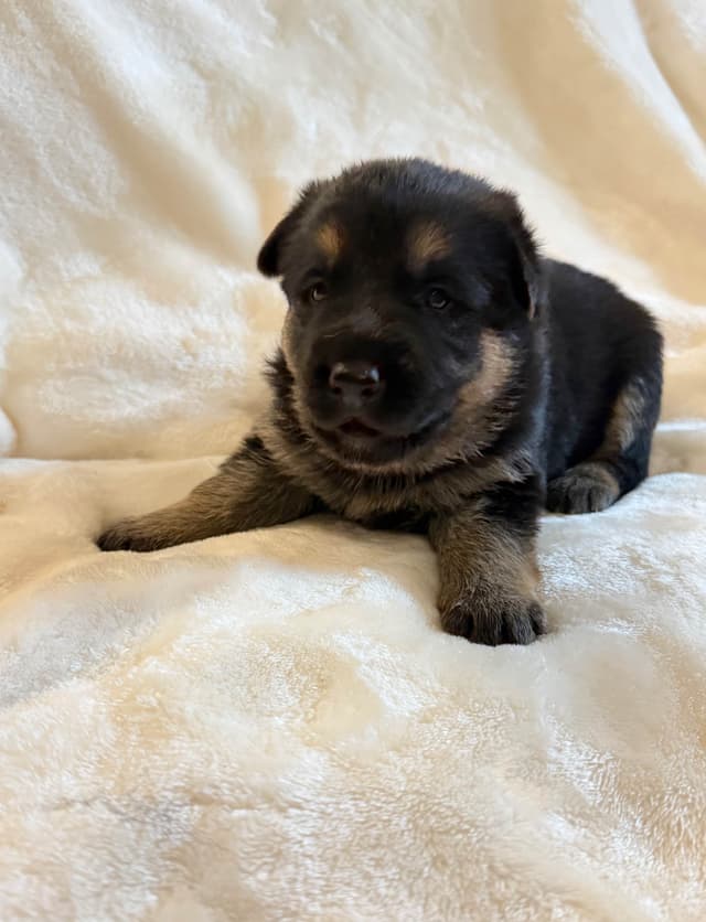 German Shepherd Dog Puppies- Northeast Texas media 3