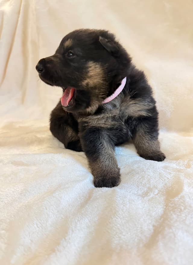 German Shepherd Dog Puppies- Northeast Texas media 4