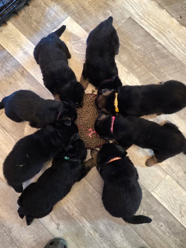 German Shepherd Dog Puppies- Northeast Texas media 10