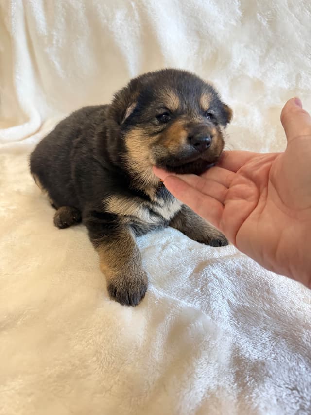 German Shepherd Dog Puppies- Northeast Texas media 5