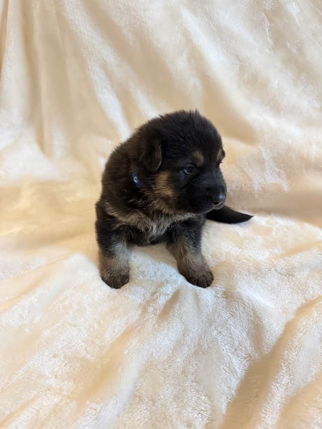 German Shepherd Dog Puppies- Northeast Texas media 7