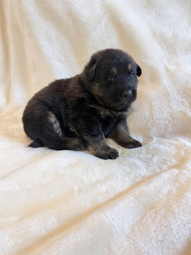 German Shepherd Dog Puppies- Northeast Texas media 6