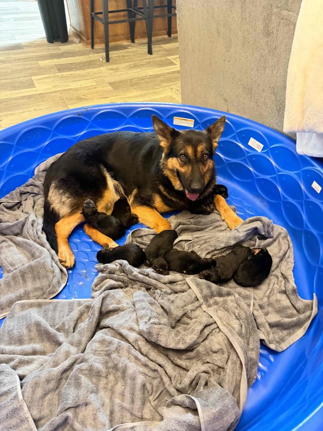 German Shepherd Dog Puppies- Northeast Texas media 11